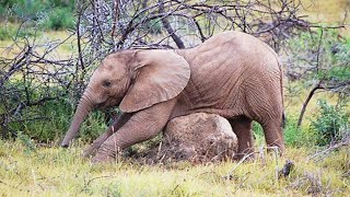 💕 Funny and Cute Baby Elephants💕 [Funny Pets]