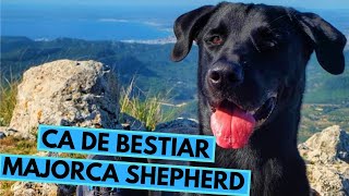 Ca de Bestiar  Majorca Shepherd  Facts and Information