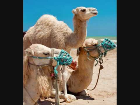 Mezoued Jaw Tunisie