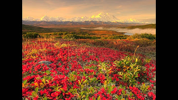سورة القارعة بقراءة مشاري بن راشد العفاسي