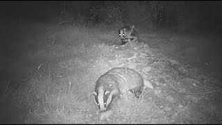 Badgers dig new home - in our garden!  Other wildlife comes a calling - a fox and two muntjac deer