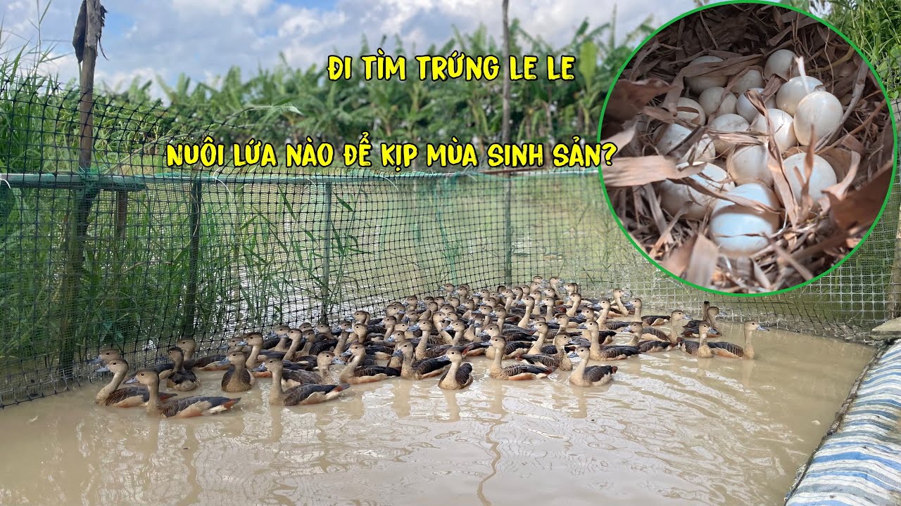 Đi Tìm Tổ Le Le Cuối Mùa Và Nuôi Lứa Nào Cho Kịp Mùa Sinh Sản/Góc Chăn Nuôi