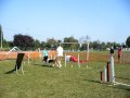 Demonstration agility dundee premier parcours