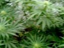 My marijuana plants 3 weeks in 2 bud