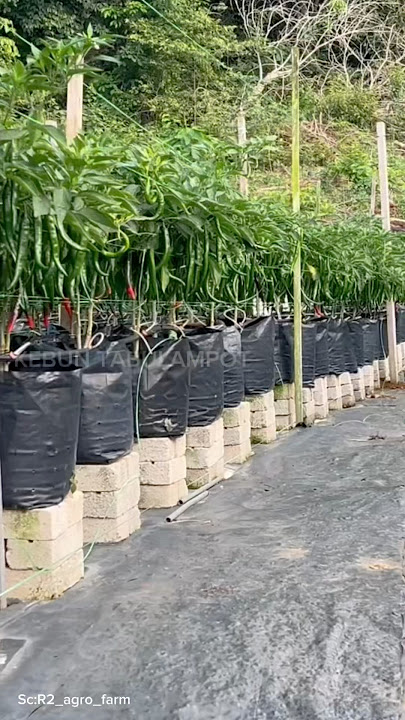 Planting Chilies in Polybags #chilifarming #agriculture #gardeningtips