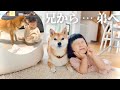 【軌跡】子守しながら兄と呼ばれていた柴犬が、いつしか弟のような存在になっていくまで