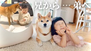 Until the Shiba Inu who nursed the baby became a younger brother