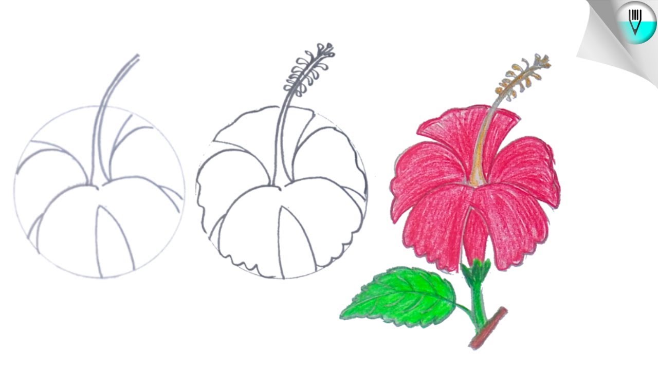 how to draw a hibiscus flower step by step (Easy) - YouTube