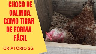 Choco da galinha, forma fácil de tirar!