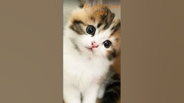 مقطع من سوره المرسلات بصوت جميل ومريح للاعصاب