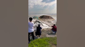 turtle # 🤩 (con rùa) #shorts