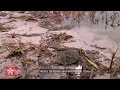 Amazonas: los depredadores se convierten en voluntarios para salvar a las tortugas de agua dulce