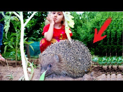VLOG. Song of the little Hedgehog. Video for kids. Песенка маленького Ежика. Ежик в саду. Для детей.