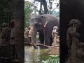 #kandy #elephant