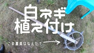 白ネギ植え付け