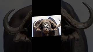 #most dangerous animals in Africa