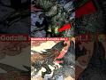 Godzilla Ke Pita Ka Aisa Ant?! 😭 MUTO Prime Ki Deewangi! #shortsfeed #monsterverse #godzilla