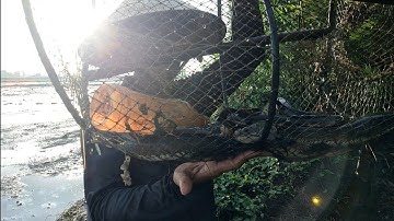 Trúng Mánh Cái Lờ Thứ Hai " Dính Gần 20 Con Cá Lóc Đồng & Cá Trê Vàng Ruộng @TámCáVlog1979 