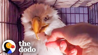 Download Lagu Woman Finds A Weak One-Eyed Eagle And Brings Her Back To Life | The Dodo MP3 Download Lagu Woman Finds A Weak One-Eyed Eagle And Brings Her Back To Life | The Dodo MP3
