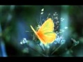 TAHITI 80　"Yellow Butterfly"
