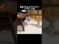 柴犬との口喧嘩は隠れながら楽しむ系シベリアンハスキー #shorts