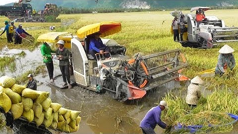 máy cắt 70 độ cắt lúa ô em 18 bị ngập nước công 7 bao giá lúa bán 5600₫K # maibangtv 