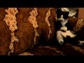 Download Плюшевый котик Плюшевый котик