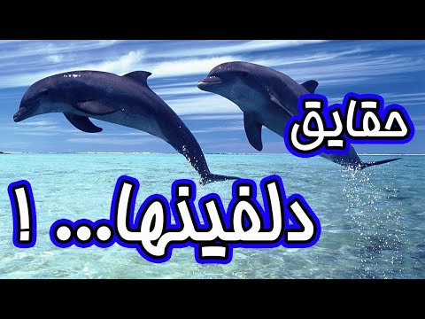 تصویری: دلفین ها چگونه می خوابند