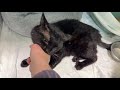 Тень #cat , особеный мальчик с Вик, нужен дом или передержка 