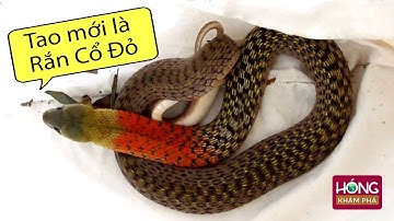 Rắn Cổ Đỏ - Loài Rắn độc đáo nhất Việt Nam khiến cả Thế Giới phải khiếp sợ |Hóng Khám Phá