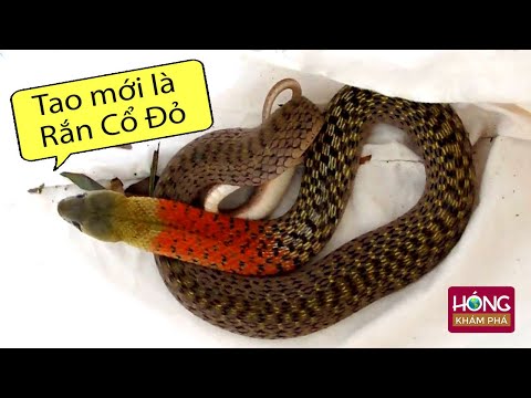 Video Rắn Cổ Đỏ - Loài Rắn độc đáo nhất Việt Nam khiến cả... - youtube