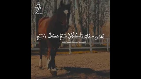 سورة يوسف تلاوة خاشعة