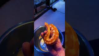 🧡🐍 Bright Orange T Negative Blood Python 🐍🧡