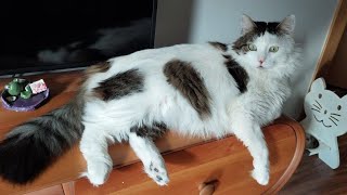 Çok acayip bir kedi Şans by Haydar KOÇ 4,793 views 2 years ago 16 minutes