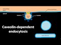 Caveolin dependent endocytosis