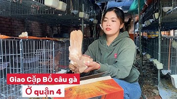 🕊️ Cặp Chim Bồ Câu Gà To Đẹp – Giao Tận Nơi Quận 4 Cho Anh Khách