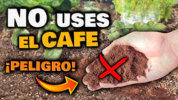 ¿Qué ocurre si riegas las plantas con café?