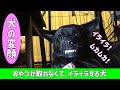 【Angry dog face】おやつ入りボールにイライラする愛犬 - 甲斐犬いち