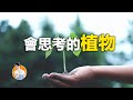 像訓練狗一樣訓練植物會發生什麼 | 植物成精了