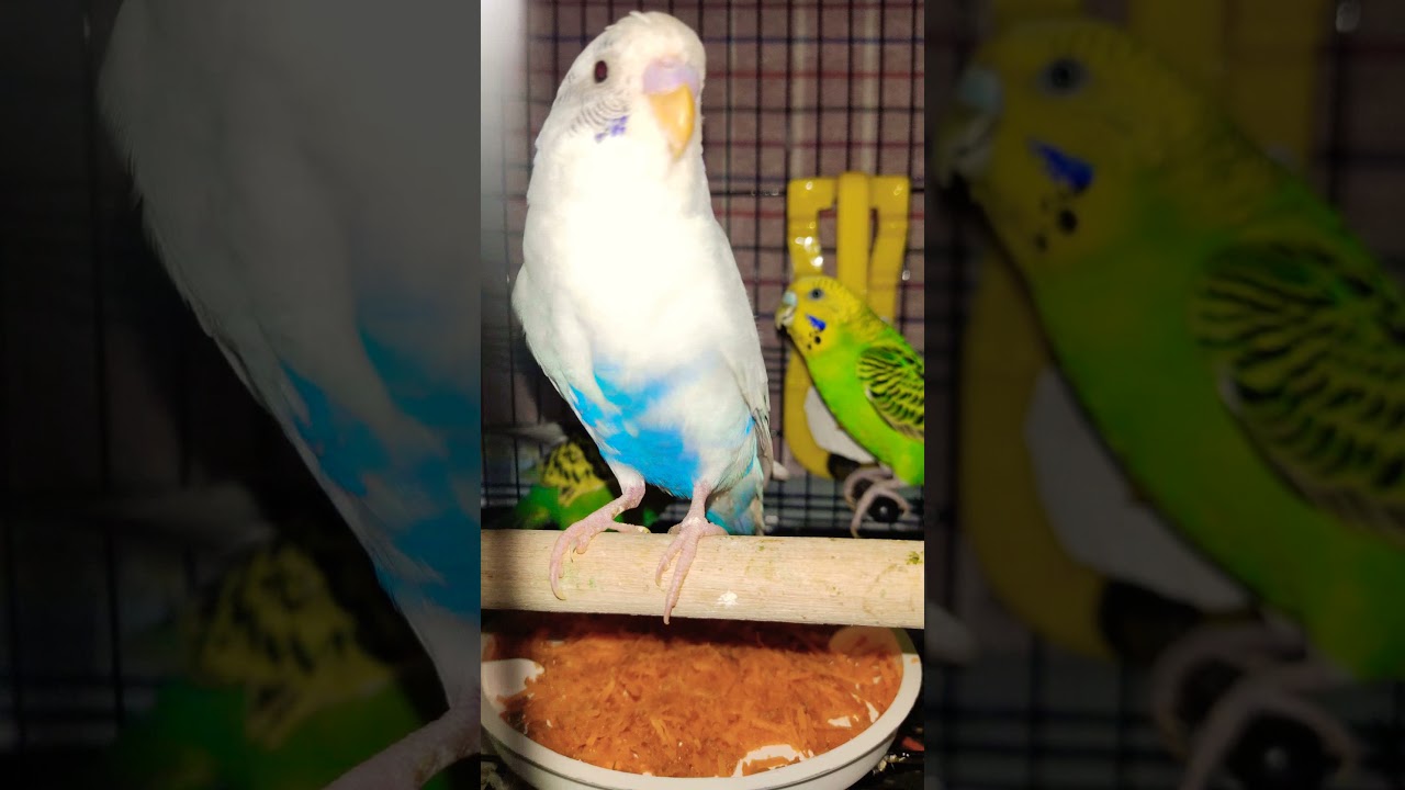 YOUTUBE Trendig Video | Budgie Dance | akshimokshi 8415