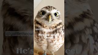 Unbreakable friendship with my burrowing owl: my feathered bestie!🦉❤️ #owls #cuteowls #owl #nature