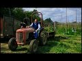 Hop Farming and Brewing British Beer - Bringing In The Hops