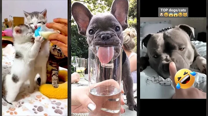 Video 11745561: kittens cats vs dogs, kitten funny cat sound, funny cat compilation