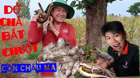 DỞ CHÀ  ỚT BẮT CHUỘT ĐỒNG CỒN CHÂU MA
