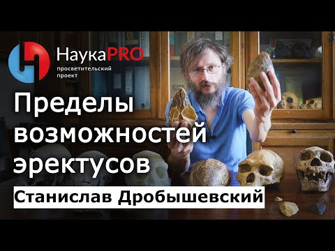 Пределы социальной организации эректусов – Станислав Дробышевский | Лекции по антропологии | Научпоп