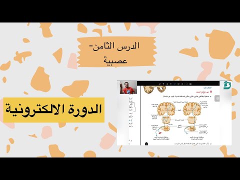 علوم بكالوريا المنهاج السوري الدرس الثامن عصبية علوم بكالوريا سورية وظائف الجهاز العصبي المركزي ٢