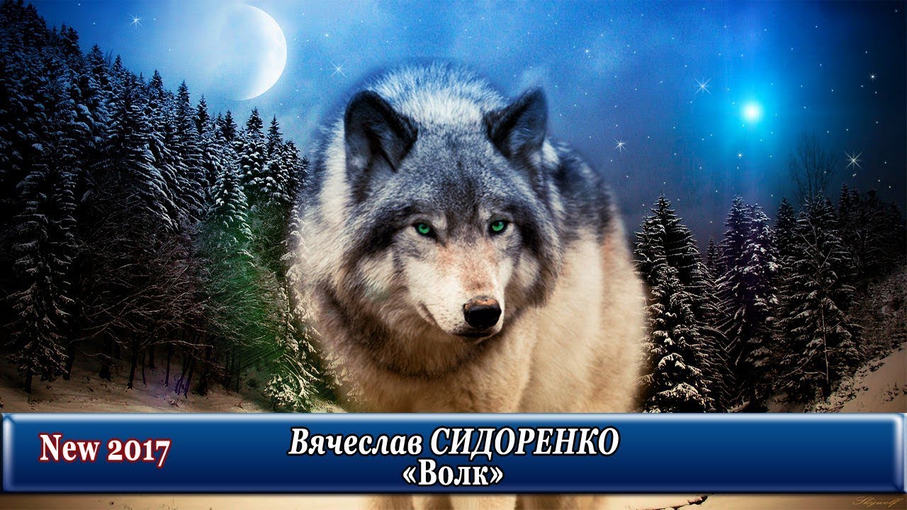 Παρακολούθηση Песня на разрыв души, ДО СЛЁЗ!👍ВОЛК - Вячеслав Сидоренко στο YouTube