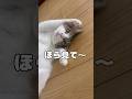 【保護猫】実はね…猫なの