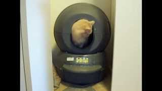 Litiera automata Litter-Robot - YouTube