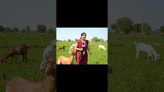 Goat Interrupts Live News &amp; Reporter Chases It 😂 | Funniest News Bloopers 2025 #shorts #funny